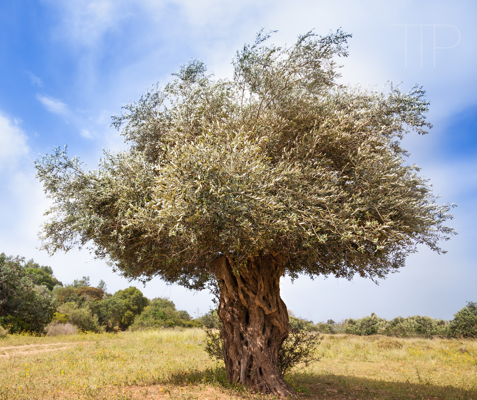 olive tree on a field