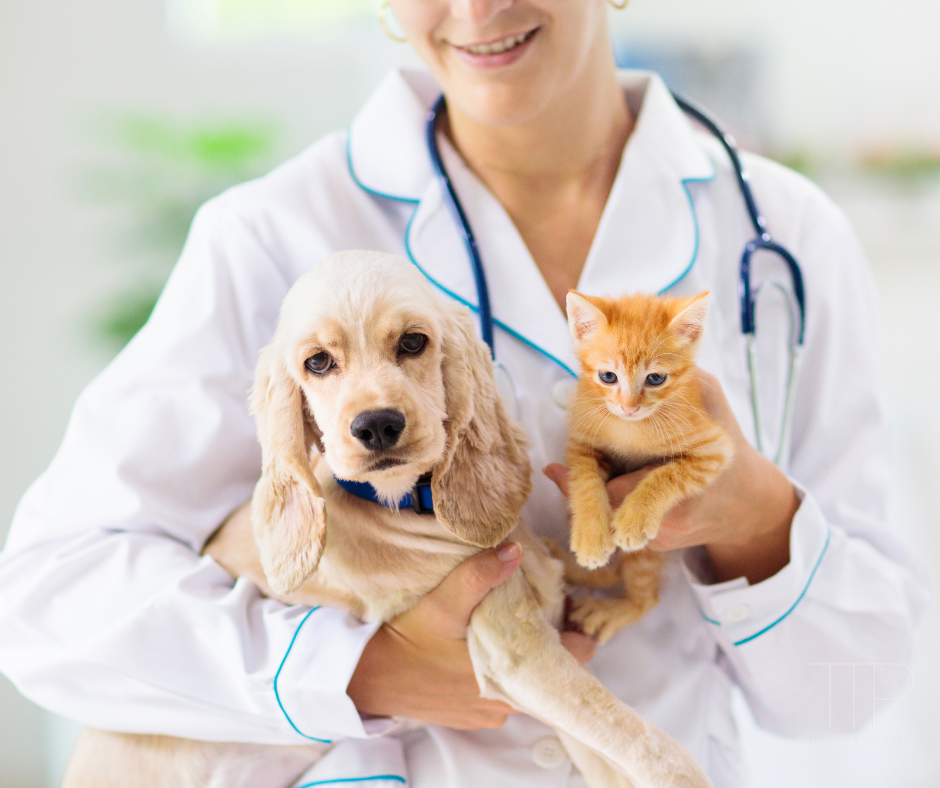 cat and dog in arms of doctor
