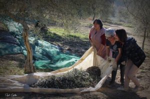 Painting of woman harvesting olives