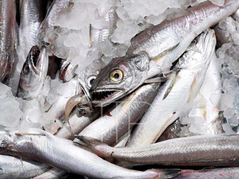 Fresh hake fish with ice cubes