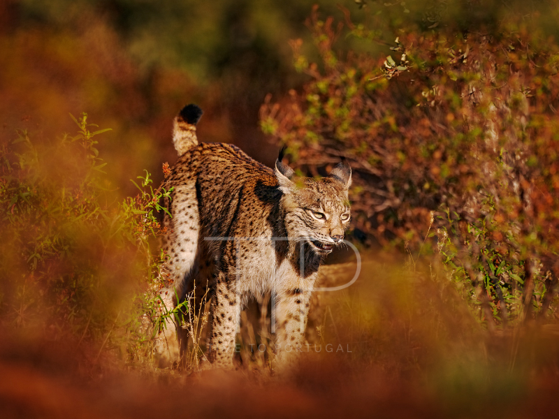 An Iberian lynx in forrest