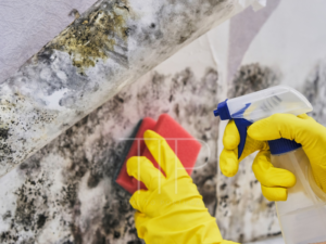 Mold on white wall, yellow gloves, red sponge, spray bottle.