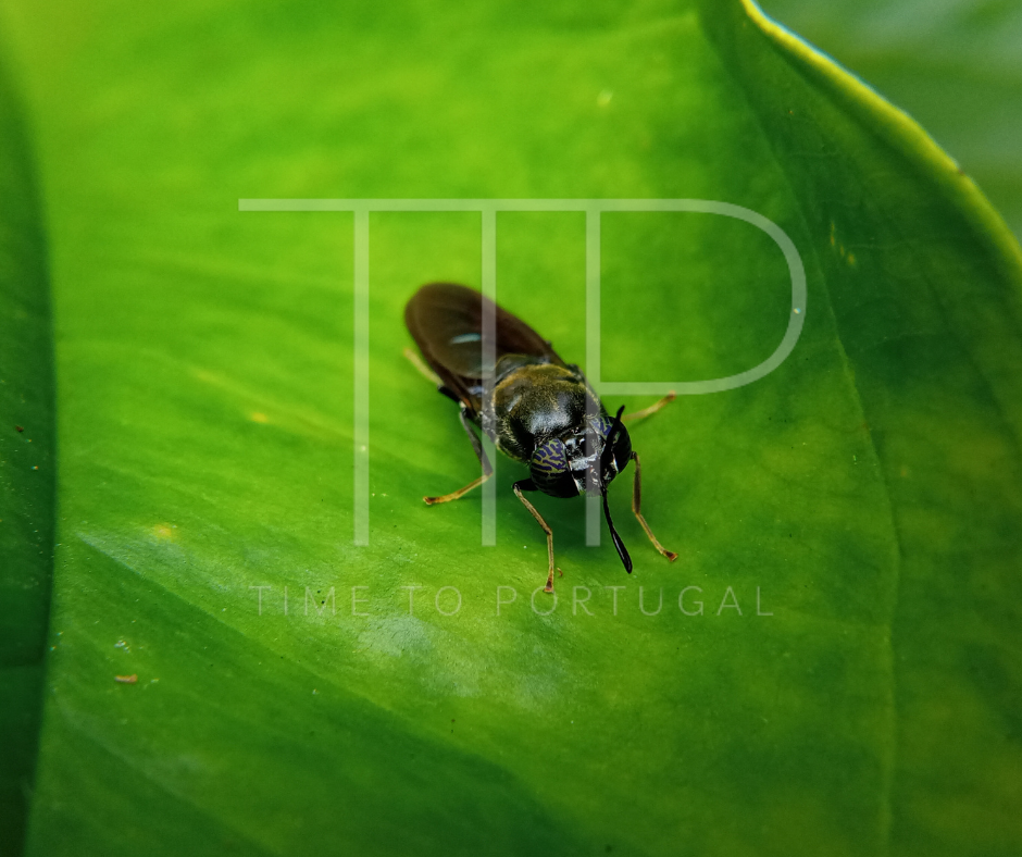 Black soldier fly