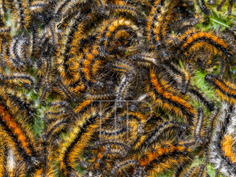 A bundle of pine catterpillars