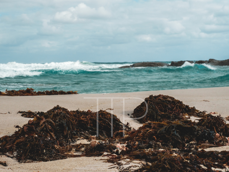 Beach with seaweed, ocean and rocks