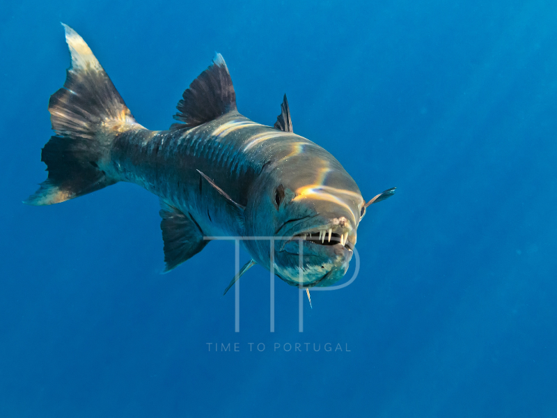 A barracuda in deep water