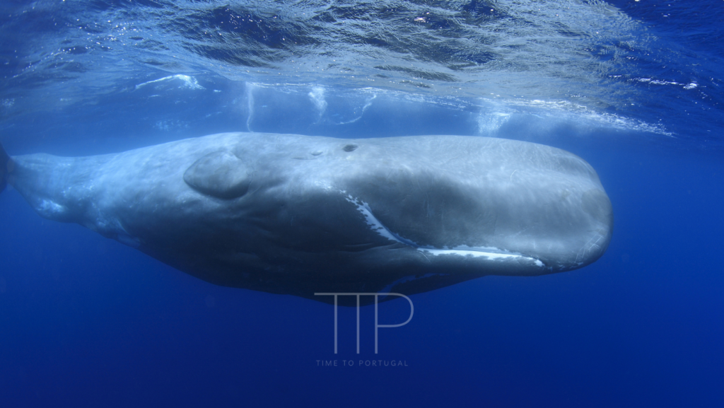 A whale in blue water