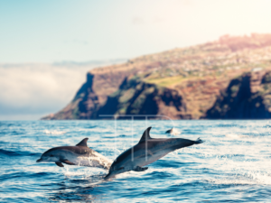 Dolphins jumping in waves