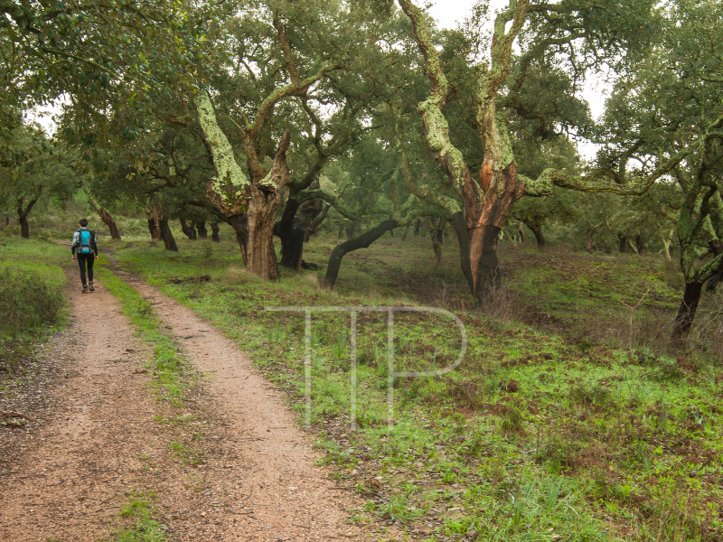 a person hiking through a cork tree forrest